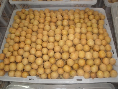 Longan