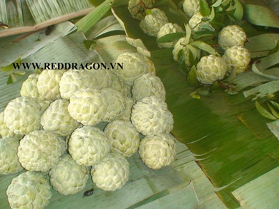 Sweetsop